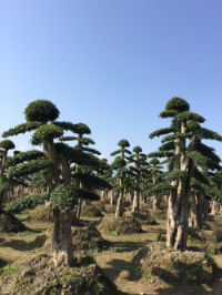 公司簡(jiǎn)介 公司簡(jiǎn)介